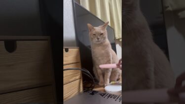 いやいや、さっきまでゴロゴロ言うてましたやん【ひのき猫】