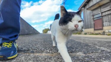 猫島の七三分けの猫は海沿いの道を歩くといつも付いてきてカワイイ【感動猫動画】