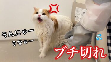 久しぶりにシャンプーしたら普段は温厚な猫が大泣き&凶暴化したけど可愛いかった😂【猫のレモンちゃんねる】