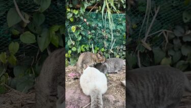 もう大きくなってるのにいつまでもママ猫に甘える子猫に注意しようとしたらママ猫にキレられた #猫 #子猫 #猫島 #shorts【感動猫動画】