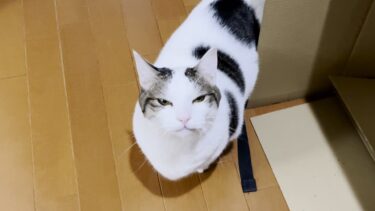 ブツブツ文句を言いながら階段を下りて行く猫【ひのき猫】