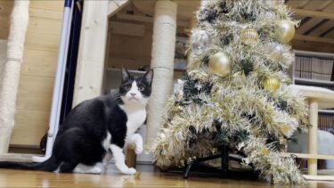 今年もクリスマスツリーの無駄なところを千切っていく猫【ひのき猫】