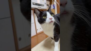 ベロ出して誤魔化せてると思ってるとか【ひのき猫】