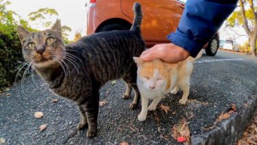 駐車場にいた猫たちがモフられにきた【感動猫動画】