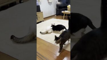 手あたり次第、ケンカ売る【ひのき猫】