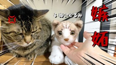 嫉妬深い猫の前でぬいぐるみの猫を可愛がった結果【てん動画】