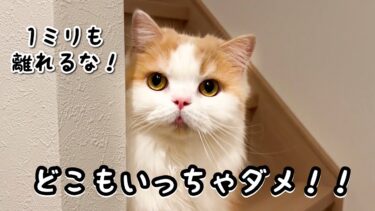 病気で気が滅入った猫が、甘えんぼ爆発！主から離れなくなって可愛すぎました！【猫のレモンちゃんねる】