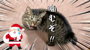 プレゼントを持ってきたサンタさんに躊躇なく噛みつく狂暴猫【てん動画】