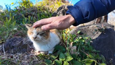 道路脇の広場に猫がいたのでバイクを停めてナデナデしてきた【感動猫動画】