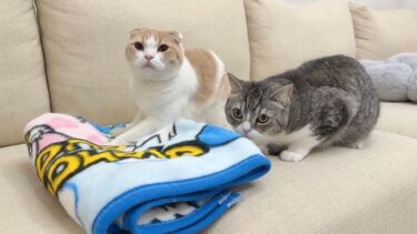 親元離れて数年になる猫たちが母猫の匂いを嗅いだら反応がかわいすぎました…【もちまる日記】