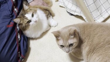 「シャー！」と怒られないのは奇跡だと思う秀吉【ひのき猫】