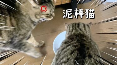 後輩猫にご飯を泥棒されてブチギレる先輩猫【てん動画】