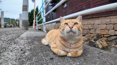 道端に寝ていた猫を撫でようとするとすかさず他の猫が割り込んで来た【感動猫動画】