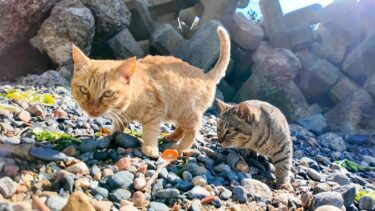 海辺で食べ物を探す島の猫たち【感動猫動画】