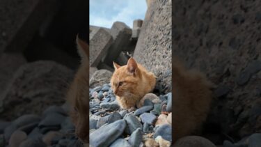 防波堤の子猫カワイイ#猫 #猫島【感動猫動画】