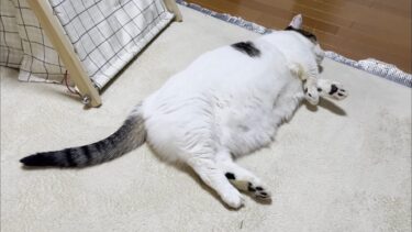 深夜にそれは変質者と間違われても仕方がない猫【ひのき猫】