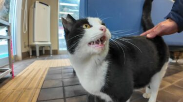 フェリー乗り場の待合室でベンチに座ると隣に座ってくる猫がかわい過ぎる【感動猫動画】