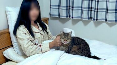 妹に甘えているのがバレた猫の反応が面白すぎた…笑【ポムさんとしまちゃん / ねこべや】