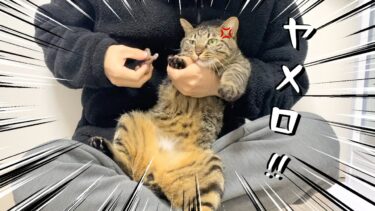 狂暴猫の爪切りが大変すぎてこうなった…【てん動画】