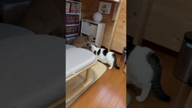 唸り合うけど・・・ 何もしない・・・【ひのき猫】