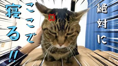 どうしても飼い主のそばで一緒に寝たい猫がこちら【てん動画】