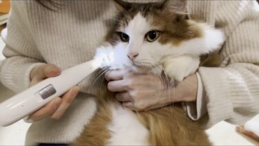 悲劇！猫と遊んでいたお母さんに爪が・・・【ひのき猫】