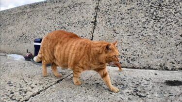 魚を貰ったけど他の猫に睨まれて食べれない猫【感動猫動画】