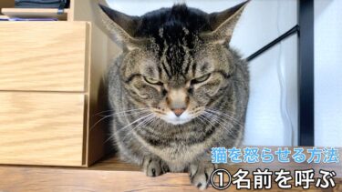 猫を簡単に怒らせる様々な方法【てん動画】