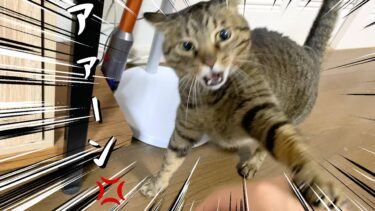 男性の飼い主が大嫌いすぎて唸りながら攻撃してくるメス猫【てん動画】