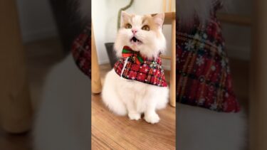 食いしん坊のサンタクロース🎅 #クリスマス #クリスマスソング #christmas #xmas #癒し【猫のレモンちゃんねる】