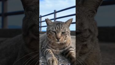 猫島の猫居住地区の最果ての神社を守る猫、喉を撫でられて喜ぶ#猫 #猫島【感動猫動画】