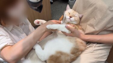 猫が生まれて初めてサロンに行ったらトリマーさんが好きすぎてこんな姿になっちゃってました…笑【もちまる日記】