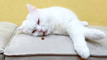 レム睡眠中の猫の前にごはんを置いたら大変なことになった…！【ポムさんとしまちゃん / ねこべや】