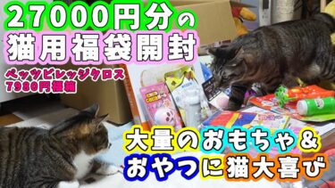 超山盛り！27000円分！猫用の福箱を買ったから猫と一緒に中身を見ていこう！ペッツビレッジクロス猫用福袋7980円46点詰合わせ☆福袋2025開封【リキちゃんねる　猫動画】 キジトラ 猫のいる暮らし