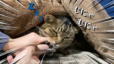 眠っている凶暴猫なら暴れられず簡単に爪切り出来る説【てん動画】