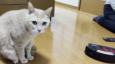 7年前からルンバのあの部分だけが大嫌いだった猫【ひのき猫】