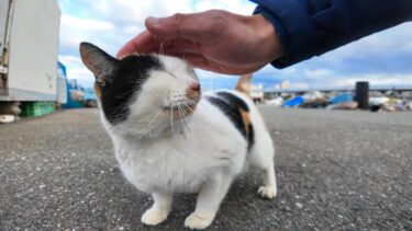 漁港にいるハートマークの三毛猫ちゃんはいつも寄ってきてカワイイ【感動猫動画】