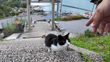 猫島の丘の上の神社に行くと猫が下から歩いて来た【感動猫動画】