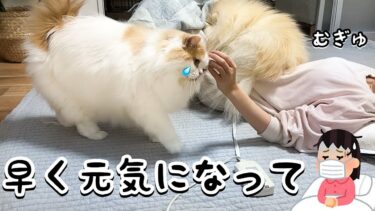 体調の悪い飼い主を献身的に支える猫と犬が可愛すぎました！【猫のレモンちゃんねる】