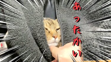 飼い主の洋服の中に侵入して暖をとる凶暴猫【てん動画】