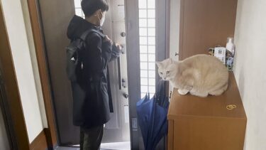 外に出たいだけの猫と一緒にされたくない猫【ひのき猫】