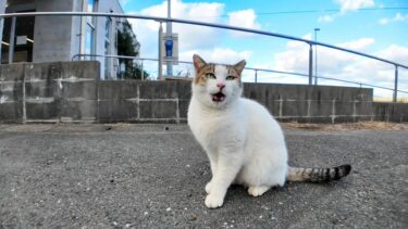 港の猫ちゃんずっと付いてくる【感動猫動画】