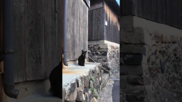 猫島の山の中腹の細道で出会った黒猫ちゃんがかわい過ぎる#猫 #猫島 #shorts【感動猫動画】