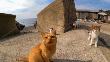 夕方の防波堤の猫たち【感動猫動画】