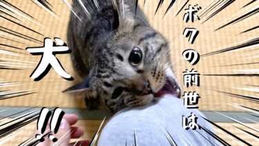 犬だった頃の前世の記憶を持っている猫【てん動画】