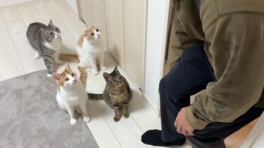 1年ぶりに実家に帰省したら猫が2匹増えてたときの弟の反応がこちらですw【もちまる日記】