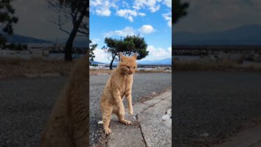 一触即発！猫島での猫の喧嘩 #猫 #猫島 #shorts【感動猫動画】