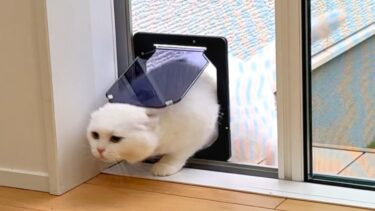 もふもふ猫も外の寒さには勝てなかったようです【ポムさんとしまちゃん / ねこべや】