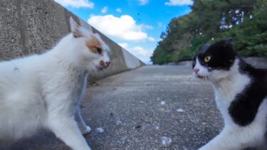 海沿いの道にいた野良猫を撫でると後から別の猫もやって来た。そして何故か大喧嘩に【感動猫動画】