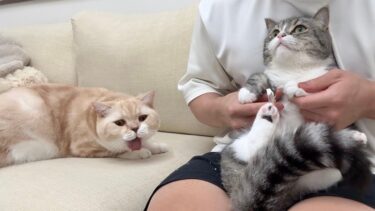 兄の爪切りを見ただけで拒絶反応を起こした猫がとんでもないことになりました…【もちまる日記】